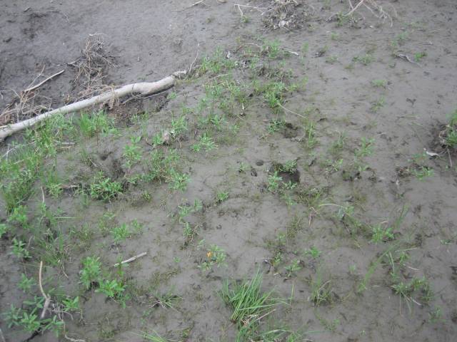 IMG_0757 Grizzly footprints at start of hike. Hike cancelled!