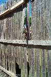 010506 State of Fence & Basement Drains