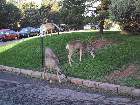 100-0069 IMG