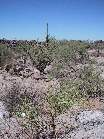 100-0015 IMG