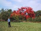 100-0074 IMG